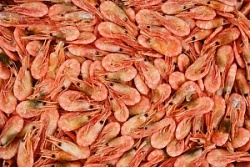 Креветка северная, в/м 250+ (вес)