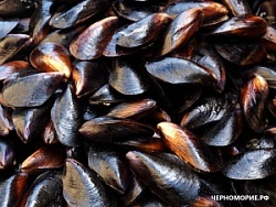 Мидии (вес) живые черноморские