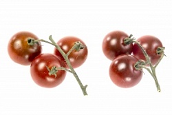 Томат Зеленый Мир (вес) Черри Черный на ветке Россия