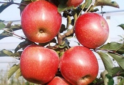 Яблоко (вес) Фуджи Отборный Россия