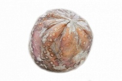 Осьминог целый (шар) очищенный с/м вес